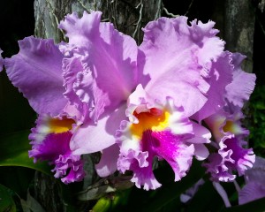 Frilly Orchid